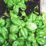 Albahaca
