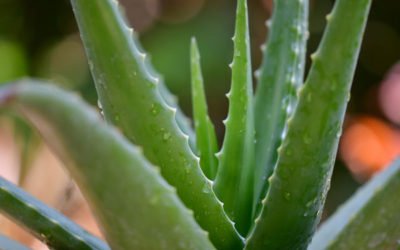 Aloe Vera